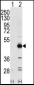 TRIB3 Antibody (N-term)