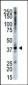 TRIB3 Antibody (C-term)