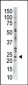 AK1 Antibody (C-term)