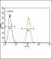 Urokinase (PLAU) Antibody (N-term)