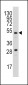 Urokinase (PLAU) Antibody (N-term)