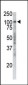 P100 Antibody