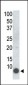 Phospho-PLM(S68) Antibody