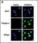 PRDM14 Antibody (N-term)