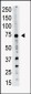 PRDM14 Antibody (N-term)