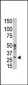 BCL2A1 (A1) Antibody (BH3 Domain Specific)