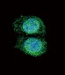 AP1303a-Bcl-2-Antibody-BH3-Domain-Specific