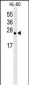 Bcl-w Antibody (BH3 Domain Specific)