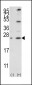 Bcl-w Antibody (BH3 Domain Specific)