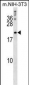 Bcl-w Antibody (BH3 Domain Specific)