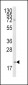 Bmf BH3 Domain Antibody