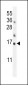 Hrk BH3 Domain Antibody