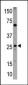 NIP1 Antibody (BH3 Domain Specific)