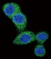 Puma BH3 Domain Antibody