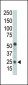 Puma BH3 Domain Antibody