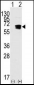 RAD9 Antibody (BH3 Domain Specific)