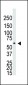 BMPR1A Antibody (N-term)