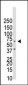 BMPR1B Antibody (N-term K15)