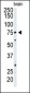 CD73 (NT5E) Antibody (C-term)