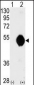 DOK2 Antibody (C-term)