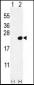 DOK5 Antibody (C-term)