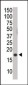 Phospho-Histone H3(S10) Antibody