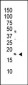 Phospho-Histone H3(S10) Antibody