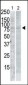 PLK2 (SNK) Antibody (C-term)