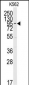 MAPK7 Antibody (C-term)