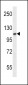 FGFR2 Antibody (N-term)