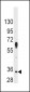 PIM2 Antibody (C-term)