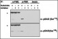 PIM2 Antibody (C-term)