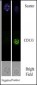 AC133 (CD133) Antibody (C-term)