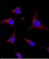 AC133 (CD133) Antibody (C-term)