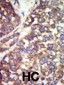 PAK2 Antibody (N-term)