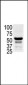 PAK2 Antibody (N-term)