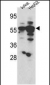 SGK3 Antibody (Center)