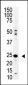 SENP8 Antibody (N-term)