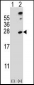 SENP8 Antibody (N-term)