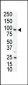 AXL Antibody (N-term)