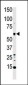 MST1 Antibody (C-term)