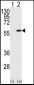 MST1 Antibody (C-term)