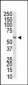 MBD1 Antibody (C-term)