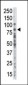 PKC alpha Antibody (C-term)