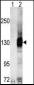 CASK Antibody (C-term)