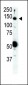 RET Antibody (N-term C166)