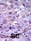 RET Antibody (N-term C166)
