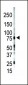 PKC gamma Antibody (C-term)