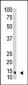 SUMO1 Antibody