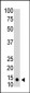 SUMO1 Antibody